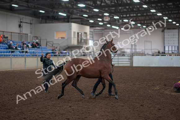 2019 Morgan Horse Show - Aug 31, 2019 - 00993