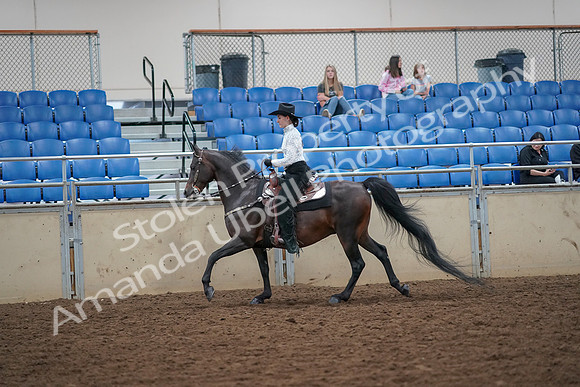 2019 Morgan Horse Show - Aug 30, 2019 - 16868