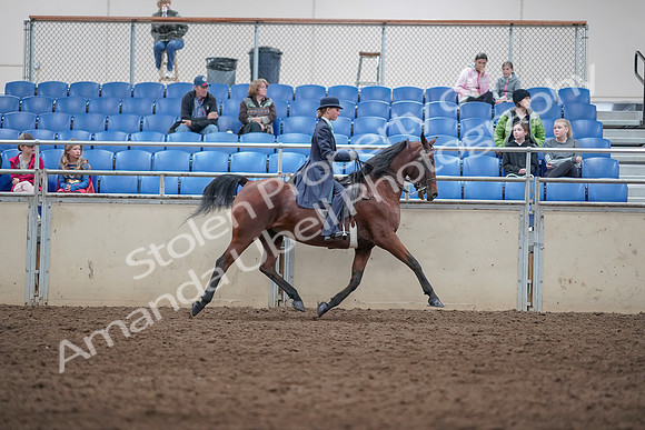 2019 Morgan Horse Show - Aug 31, 2019 - 09550