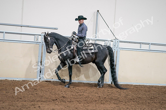 2020 - AB Morgan Horse - Fri, Sept 04 - 08388