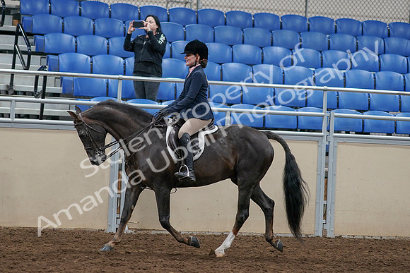 2020 - AB Morgan Horse - Sun, Sept 06 - 07963