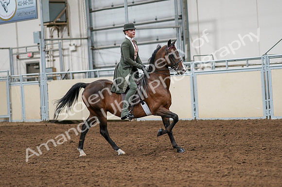 2020 - AB Morgan Horse - Fri, Sept 04 - 03350