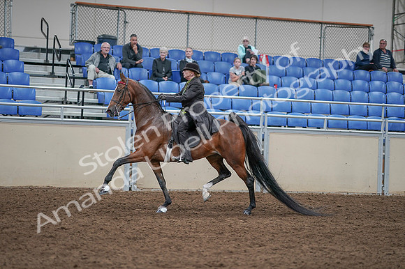 2020 - AB Morgan Horse - Fri, Sept 04 - 09548
