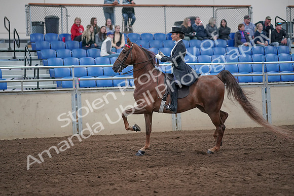 2019 Morgan Horse Show - Aug 31, 2019 - 20363