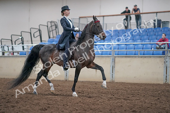 2019 Morgan Horse Show - Aug 31, 2019 - 20697
