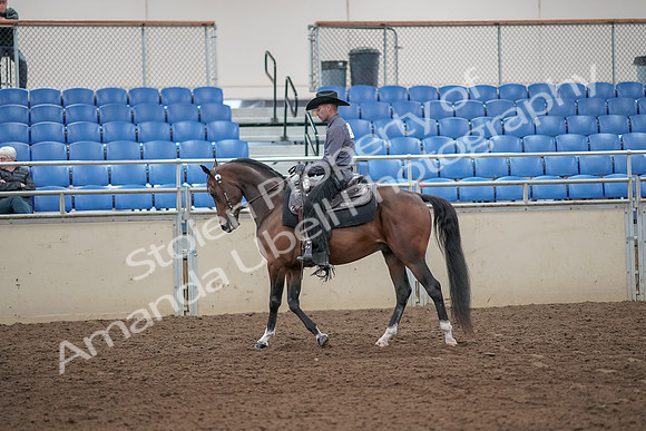 2019 Morgan Horse Show - Aug 31, 2019 - 06042