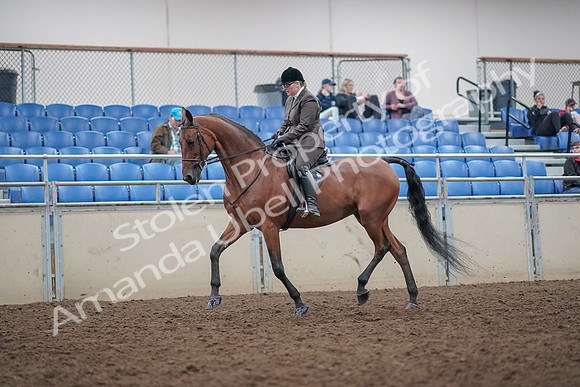 2019 Morgan Horse Show - Aug 31, 2019 - 14839