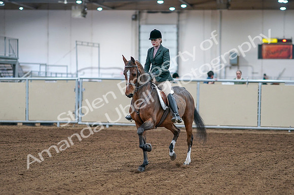 2020 - AB Morgan Horse - Fri, Sept 04 - 01484