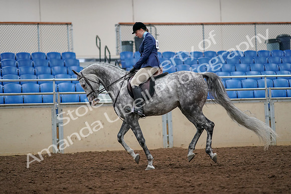 2019 Morgan Horse Show - Aug 30, 2019 - 22352