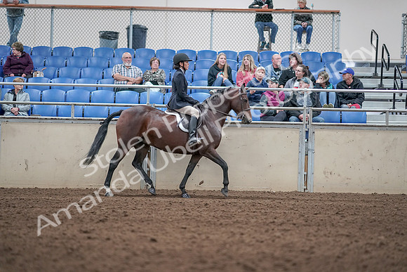 2019 Morgan Horse Show - Aug 31, 2019 - 19601