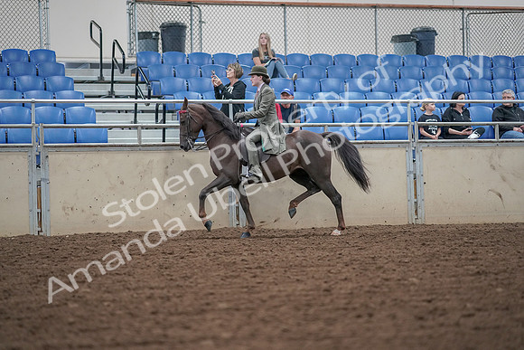 2019 Morgan Horse Show - Aug 30, 2019 - 15315