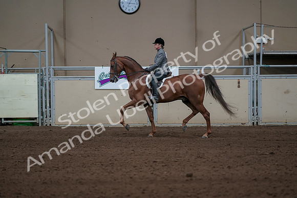 2019 Morgan Horse Show - Sept 01, 2019 - 12213
