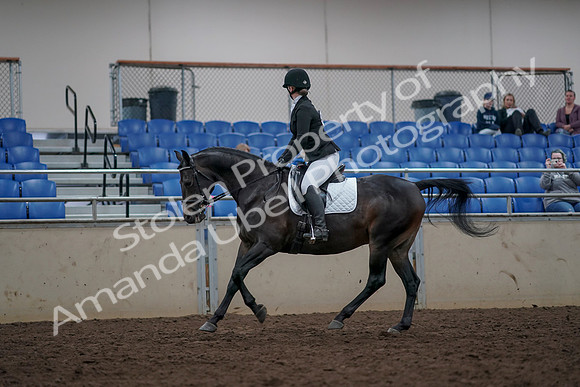 2019 Morgan Horse Show - Aug 31, 2019 - 16665