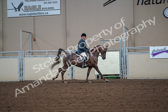 2019 Morgan Horse Show - Aug 30, 2019 - 17584