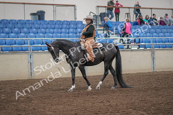 2019 Morgan Horse Show - Aug 31, 2019 - 06132