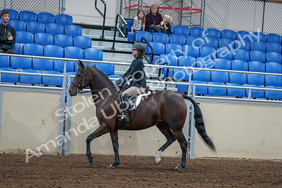 2020 - AB Morgan Horse - Fri, Sept 04 - 01512