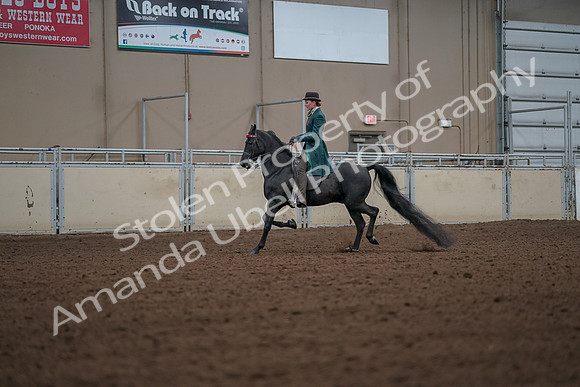 2019 Morgan Horse Show - Aug 30, 2019 - 15428