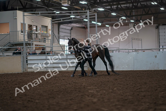 2019 Morgan Horse Show - Aug 31, 2019 - 03386