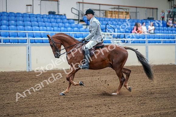 2020 - AB Morgan Horse - Fri, Sept 04 - 01472
