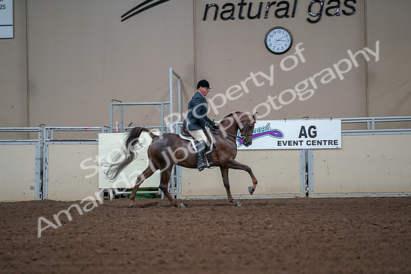 2019 Morgan Horse Show - Aug 30, 2019 - 17593