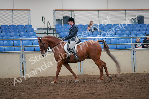 2019 Morgan Horse Show - Aug 30, 2019 - 16309