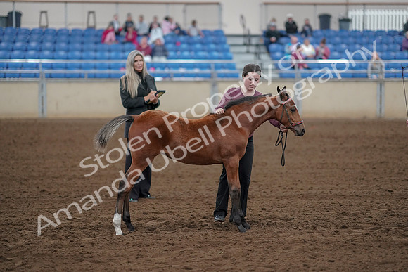 2019 Morgan Horse Show - Aug 30, 2019 - 24813
