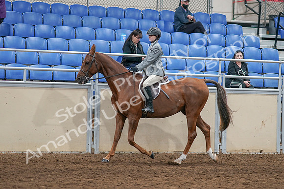 2020 - AB Morgan Horse - Sat, Sept 05 - 02613