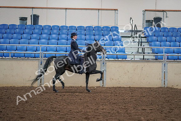 2019 Morgan Horse Show - Aug 30, 2019 - 12390