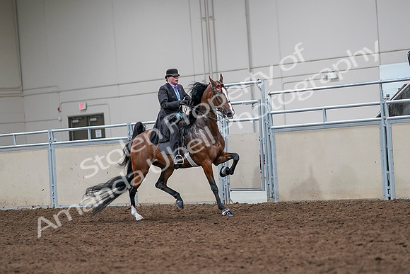 2020 - AB Morgan Horse - Sat, Sept 05 - 13194