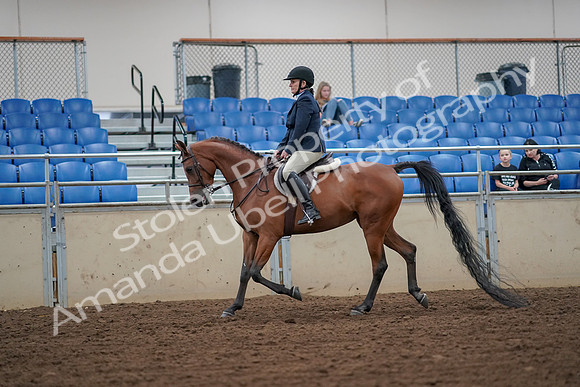 2019 Morgan Horse Show - Aug 30, 2019 - 16096