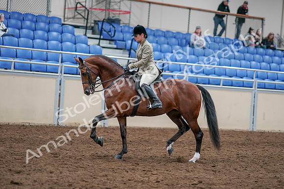 2020 - AB Morgan Horse - Sat, Sept 05 - 14367