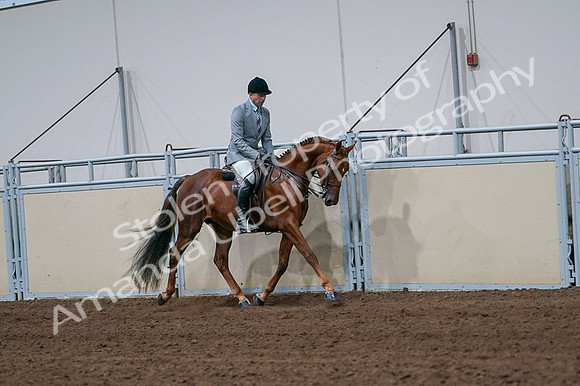 2020 - AB Morgan Horse - Fri, Sept 04 - 01780