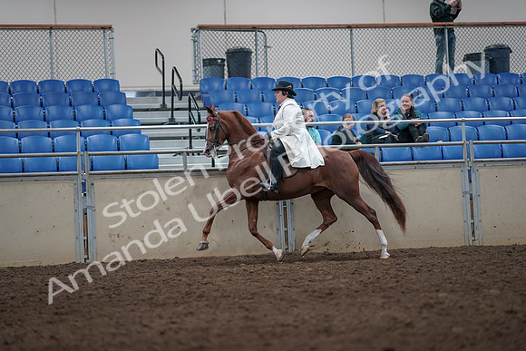 2019 Morgan Horse Show - Aug 31, 2019 - 08683