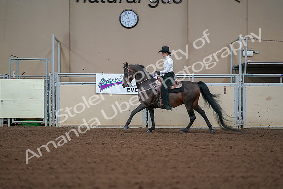 2019 Morgan Horse Show - Aug 30, 2019 - 16841