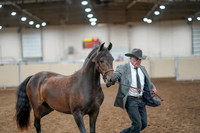 2020 - AB Morgan Horse - Fri, Sept 04 - 08566