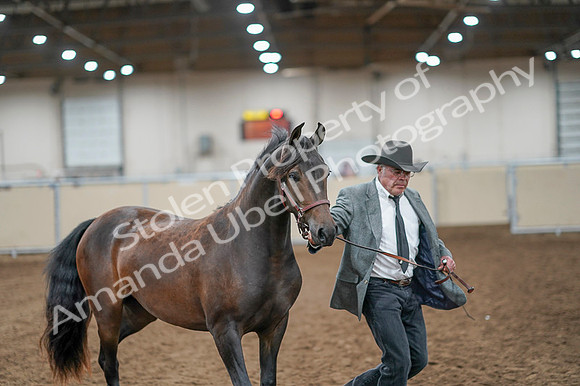 2020 - AB Morgan Horse - Fri, Sept 04 - 08566