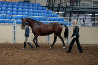2020 - AB Morgan Horse - Fri, Sept 04 - 00991