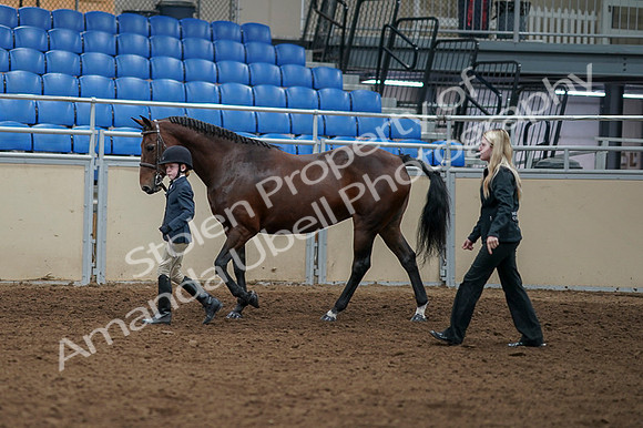 2020 - AB Morgan Horse - Fri, Sept 04 - 00991