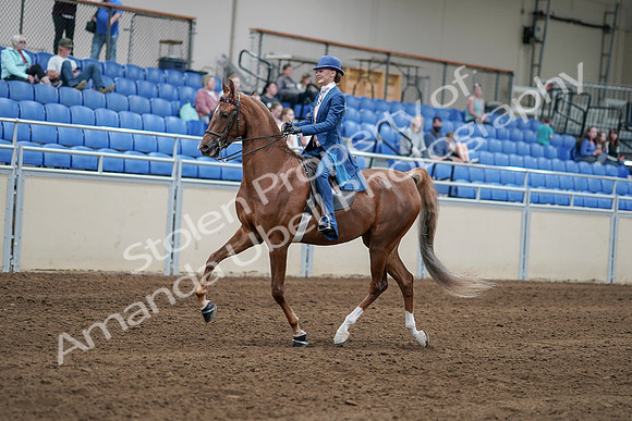2020 - AB Morgan Horse - Sat, Sept 05 - 06179