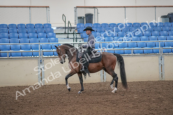 2019 Morgan Horse Show - Aug 31, 2019 - 06038