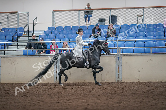2019 Morgan Horse Show - Aug 31, 2019 - 09628