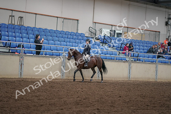 2019 Morgan Horse Show - Aug 30, 2019 - 12662