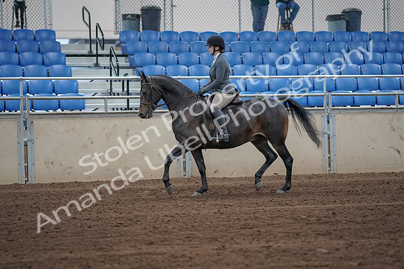 2019 Morgan Horse Show - Sept 01, 2019 - 10898_1