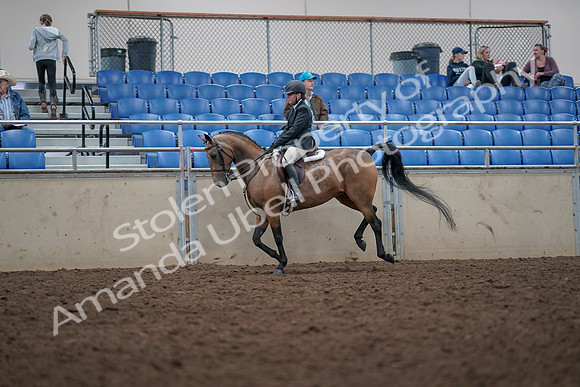2019 Morgan Horse Show - Aug 31, 2019 - 15026