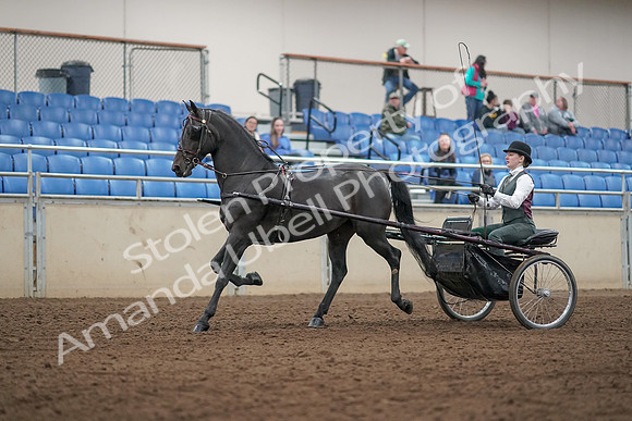 2019 Morgan Horse Show - Aug 31, 2019 - 04666