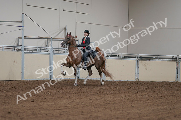 2020 - AB Morgan Horse - Fri, Sept 04 - 09698