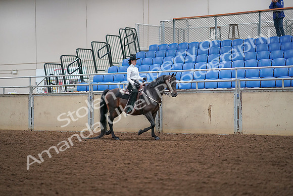 2019 Morgan Horse Show - Aug 30, 2019 - 17076