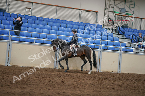 2020 - AB Morgan Horse - Sun, Sept 06 - 07860