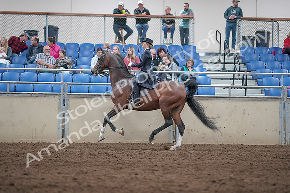 2019 Morgan Horse Show - Aug 31, 2019 - 20598