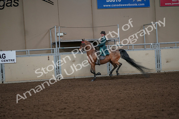 2019 Morgan Horse Show - Aug 30, 2019 - 28007